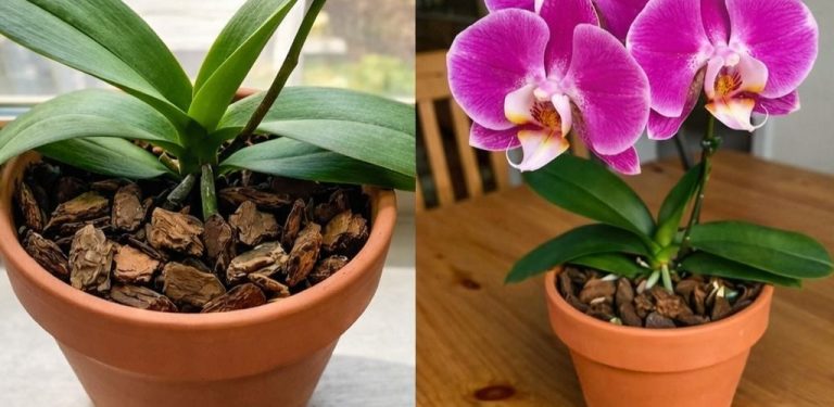 Moje orchidej vyrazila pětkrát více květních stonků! Podělím se s vámi o 100% přírodní hnojivo