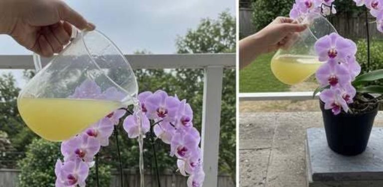 Orchidej vyrazila pětkrát více květních stonků – a to vše díky tomuto přírodnímu hnojivu z rýže a cibule!