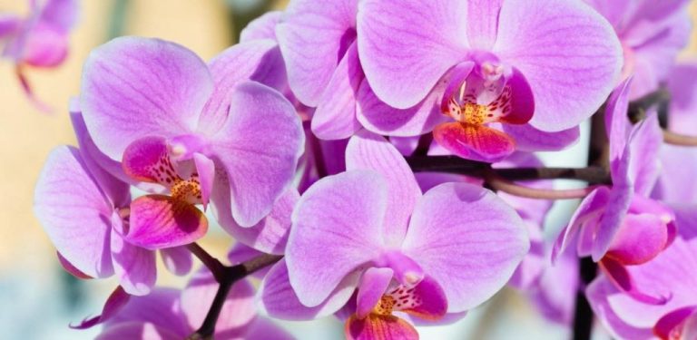 Přesazování orchidejí: základní pravidla pro dobrý růst a kvetení