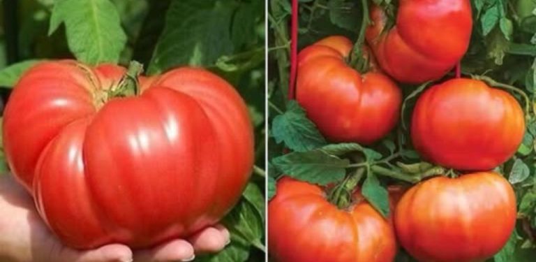 Co byste měli rozhodně zasadit vedle rajčat, abyste měli šťavnatá a sladká rajčata po celou sezónu….