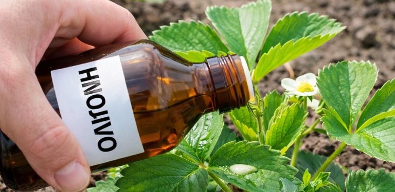 Hnojím jahody stejně jako farmáři v Nizozemsku. Sklízím plody dvakrát větší než obvykle