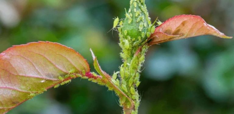 Nejúčinnější insekticid pro růže ve vaší zahradě – mšice a šupinatky z růží zmizí…