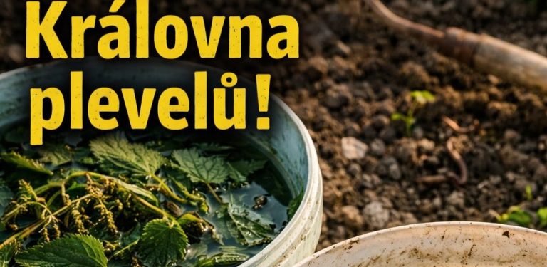 Celá léta jsem vyhazovala kopřivy za plot – a teprve teď jsem si uvědomila, jaké bohatství jsem každý rok přicházela
