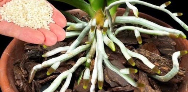 Moje orchidej nečekaně vypustila pětkrát více květních stonků: podělím se o recept na zcela přírodní hnojivo