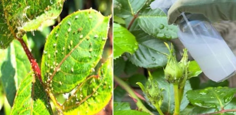 Nejúčinnější insekticid pro růže ve vaší zahradě – mšice a šupinatky z růží zmizí….