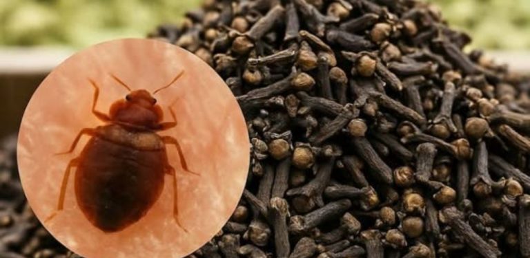 Klíšťata tento zápach nesnášejí: stojí pár korun, ale chrání 100krát lépe než sprej z obchodu! Chraňte sebe i své blízké před klíšťaty – snadno, jednoduše a bezpečně!