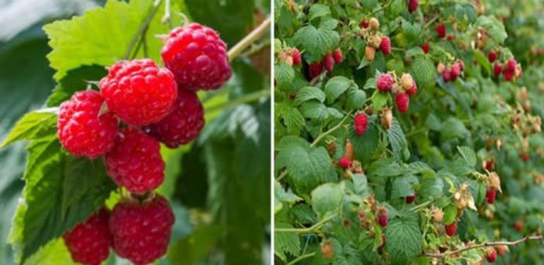 Chcete bohatou úrodu malin? Postupujte podle těchto jednoduchých a účinných metod, které jsou vhodné pro všechny zahradníky…