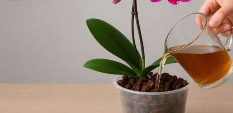 Moje orchidej mlčela skoro celý rok. Zelená, živá – ale ani jeden poupě! Už jsem si myslela, že na tuhle květinu prostě nemám talent. Přestavovala jsem ji, přesazovala, omezila zalévání. Nic. A ukázalo se, že celá věc byla v jednom hnojivu. Celé roky jsem jí dávala to nesprávné a rostlina prostě „tloustla“, místo aby kvetla.