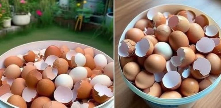 Většina lidí vyhazují vaječné skořápky, ale netuší, jak jsou důležité…