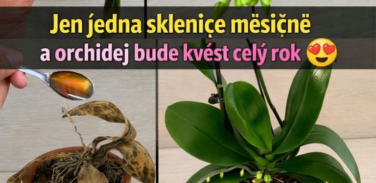 Sdílím tip na přírodní a účinné hnojení orchidejí