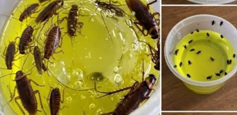 Rozlučte se s škůdci ve vaší domácnosti: Osvědčená metoda, která zbaví váš domov much a švábů v rekordním čase.