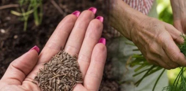 Jak pěstovat kopr celé léto bez květních okolíků: jednoduchý trik pro bohatou úrodu voňavé natě