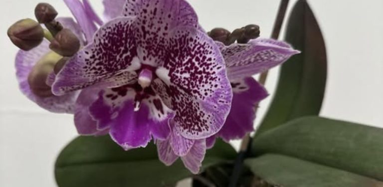 Moje orchidej kvete jako o život! Podělím se o vitamínový doplněk pro bohaté kvetení
