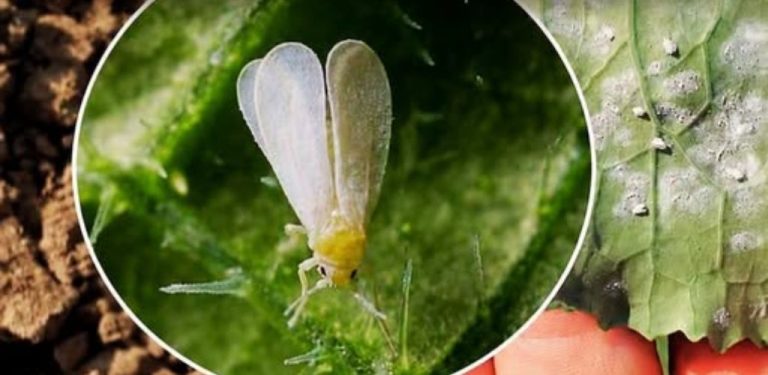 Mšice mi dříve ničily okurky, rajčata i růže. Pak jsem objevila jednoduchý postřik, ke kterému se vracím už třetí sezonu