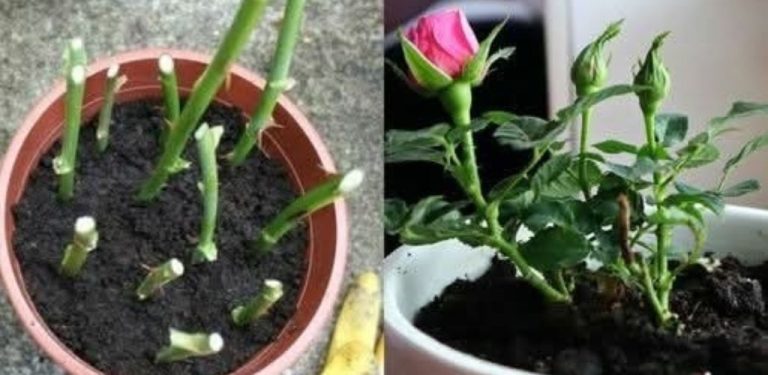 Starodávný čínský recept: roztok, ve kterém každá řízka vypustí první kořínky už za 2 dny
