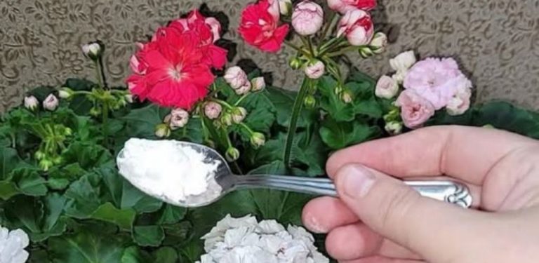 Tajemství nádherně kvetoucí pelargonie: jednoduché tipy, které používají zkušení pěstitelé