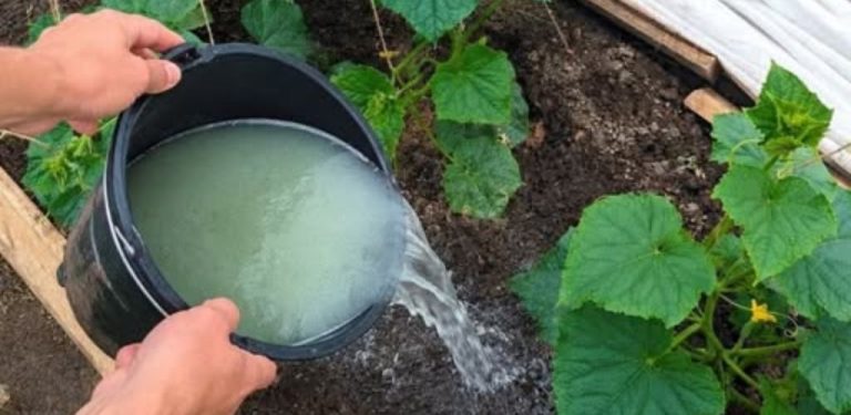 Letos jsem se rozhodla pěstovat okurky výhradně ve skleníku. Počasí od samého začátku sezóny není příznivé: tu prší, tu dochází k prudkým výkyvům teplot – v takových podmínkách není volná půda tou nejlepší volbou.
