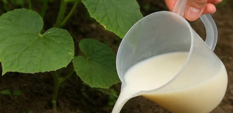 Aby listy okurek nikdy nežloutly! Tento jednoduchý domácí roztok používám každý rok a úroda mě ještě nezklamala