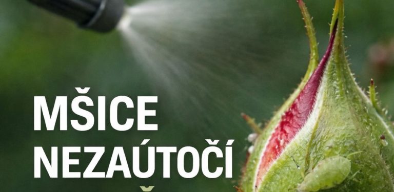 Jak se zbavit mšic na růžích bez chemie? 5 osvědčených domácích receptů