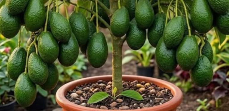 Přestaňte kupovat avokáda: Naučte se jednoduchý způsob, jak je pěstovat doma v květináčích…
