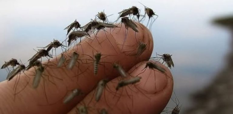 Devět vůní, kterých se komáři bojí jako ohně: podělím se o ně