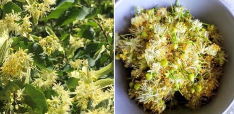 Limonáda z lipových květů – osvěžující, voňavý nápoj, ideální pro letní dny (recept krok za krokem)…
