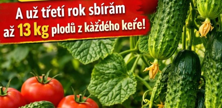 Levný kuchyňský prostředek, díky kterému rajčata a okurky rostou jako z vody