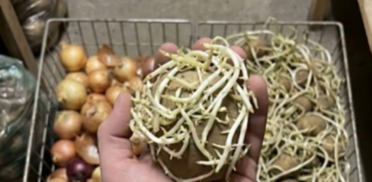 Naklíčené brambory? Tuhle chybu dělá doma spousta lidí. Kdy jsou ještě bezpečné a kdy už patří do koše