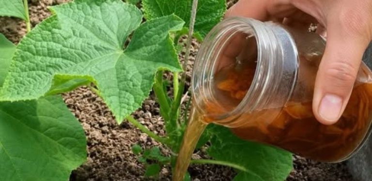 Hnojení okurek cibulovými slupkami: jak na to, jaké jsou výhody a jak je používat. Cibulové slupky nejsou odpad, ale skutečný poklad pro zahradníky! Zejména pokud jde o hnojení okurek.