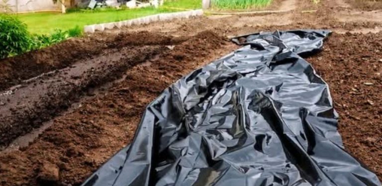 Velmi zajímavý způsob pěstování okurek: po celou sezónu ani jednou zalévat! Sníte o bohaté úrodě bez zbytečných starostí? Tato metoda pěstování je pro zahradníky opravdovým pokladem!