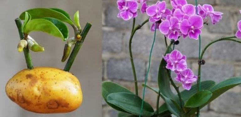 Moje orchidej dlouho jen přežívala. Pak jsem vyzkoušela jednoduchou přírodní péči a během několika měsíců mě překvapila novými květními stvoly