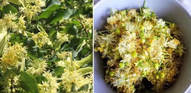 Limonáda z lipových květů – osvěžující, voňavý nápoj, ideální pro letní dny (recept krok za krokem)…