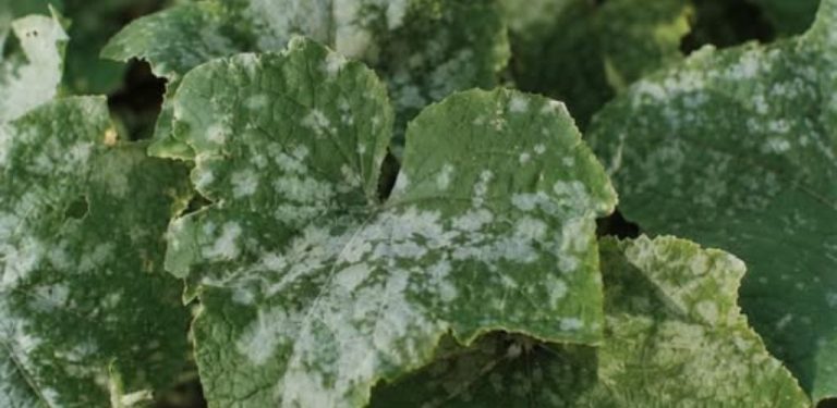 Listy okurek najednou zbělely, jako by je někdo posypal moukou? Pozor na padlí, které dokáže zničit úrodu během několika dnů