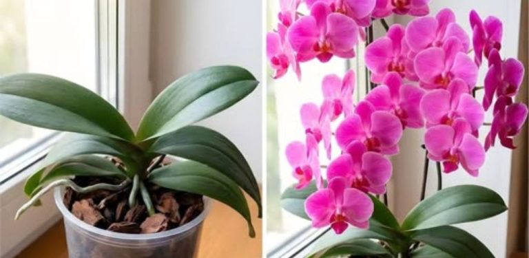 Orchidej má krásné zelené listy, ale stále nekvete? Možná jí chybí právě tohle