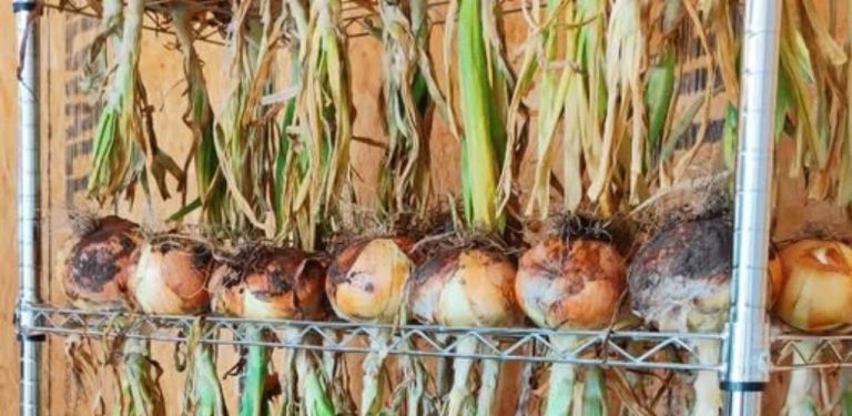 Zahradníci opouštějí tradiční způsoby skladování poté, co objevili tento geniální způsob sušení cibule