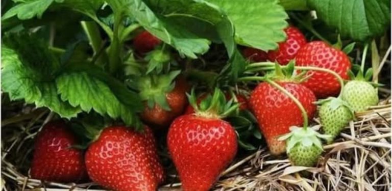 Jód je hlavním tajemstvím velkých a sladkých jahod