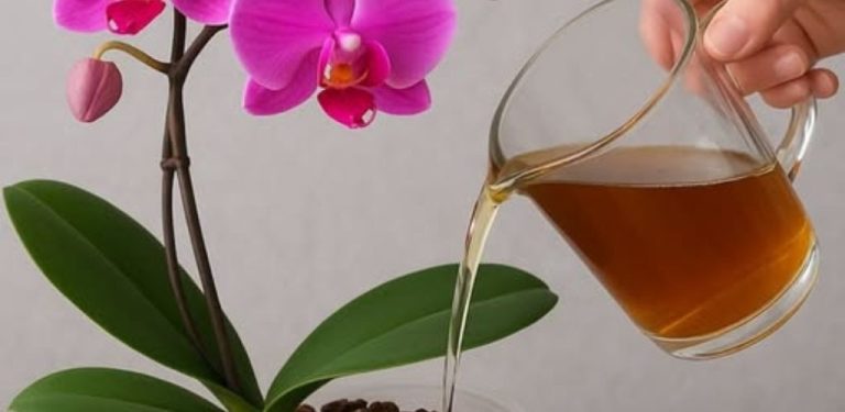 Moje orchidej nekvetla skoro rok. Pak jsem zjistila, že jí dávám špatné hnojivo – a všechno se změnilo
