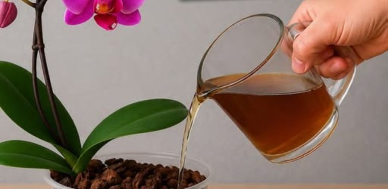 Orchidej jen stojí na parapetu a nekvete? Měsíce čekání bez jediného poupěte. Nakonec jsem zjistila, kde byla chyba