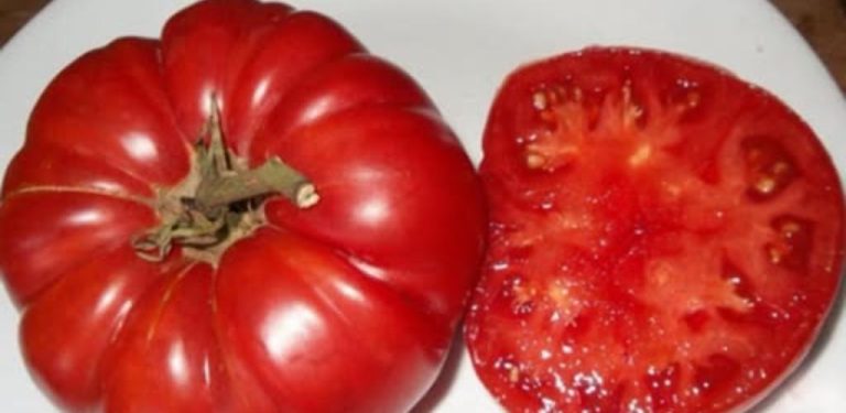 Domácí kvasnicové hnojivo pro okurky a rajčata: jednoduchý recept, který může podpořit zdravý růst rostlin