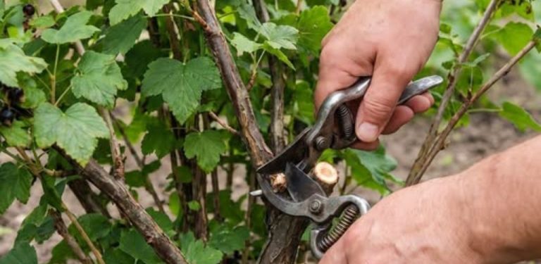 Sklidili jste rybíz? Teď přichází nejdůležitější péče o keře, která rozhodne o příští úrodě