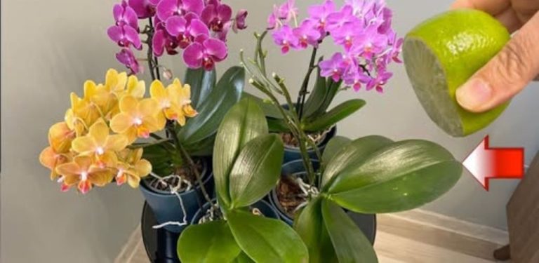 Proč se orchideje zalévají citronovou vodou: na výsledek se nebude dlouho čekat