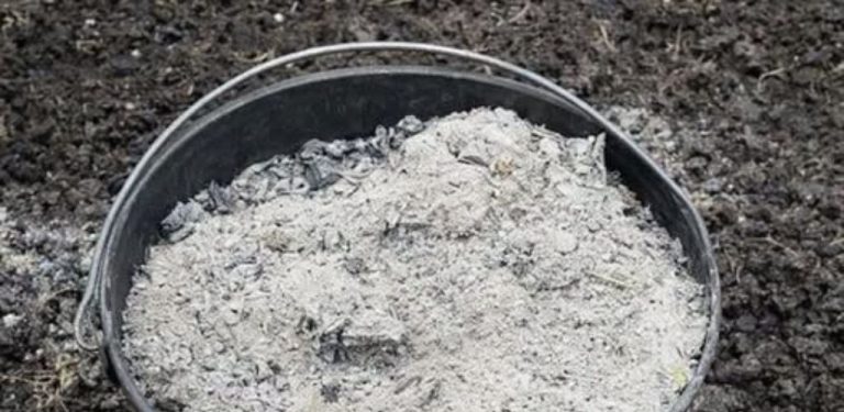 7 rostlin, které doslova milují dřevěný popel. Právě jim může prospět nejvíce