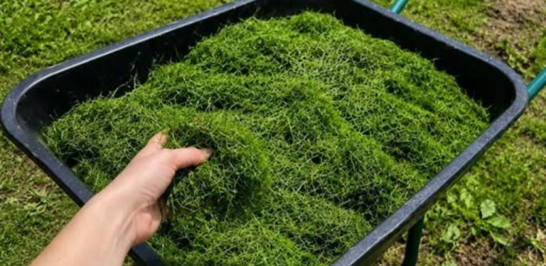 Posekanou trávu nevyhazujte. Na zahradě má cenu zlata a může vám ušetřit spoustu práce
