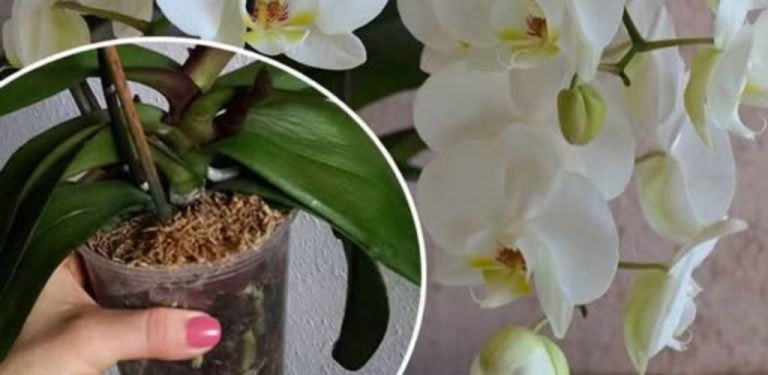 Proč orchidej nekvete? Roky jsem hledala chybu, než jsem pochopila, co jí opravdu chybí