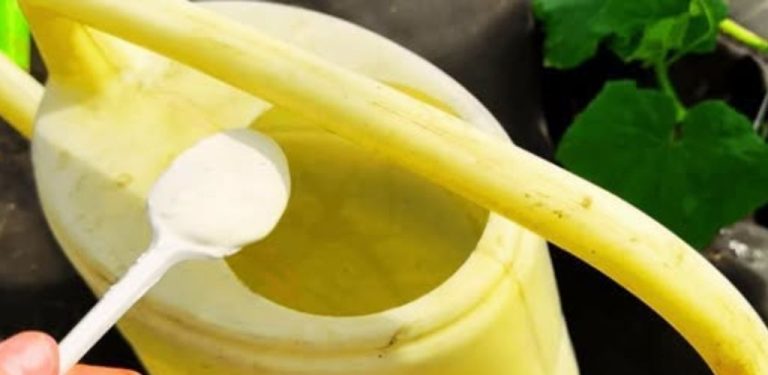 Jedna lžíce do konve a okurky porostou jako o život! Přírodní tipy pro bohatší úrodu