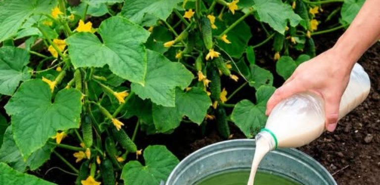 Jak podpořit růst okurek pomocí drožďového hnojiva. Jednoduchý domácí recept pro silnější rostliny a bohatší úrodu