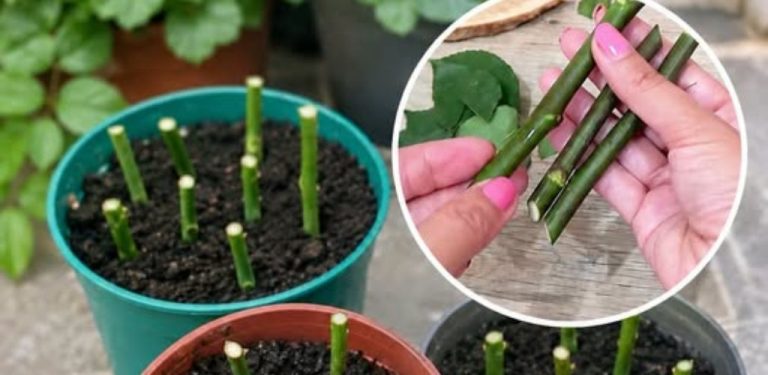 Jak snadno namnožit růže z řízků? Vyzkoušejte jednoduchý trik s banánovou slupkou krok za krokem