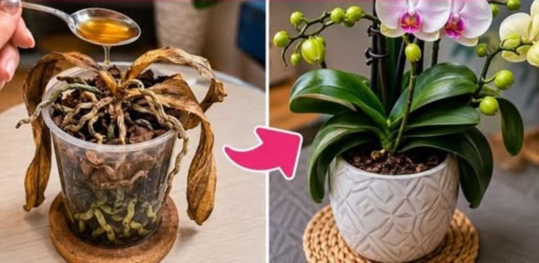 Přírodní výživa pro orchideje: jednoduchý domácí trik pro zdravé listy a krásné kvetení