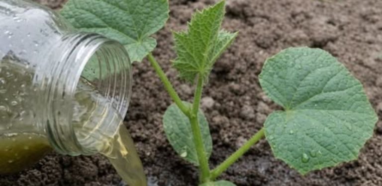 Domácí hnojivo pro okurky: jednoduchý způsob, jak podpořit zdravý růst a bohatou úrodu