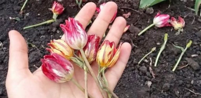 Také jste stříhali tulipány hned po odkvětu? Já to dělala roky… a málem jsem si zničila celý záhon
